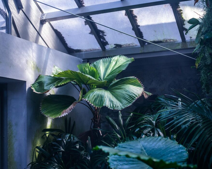 Snake plant with tall vertical leaves in a pot on a wooden table with soft light coming through a window